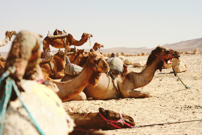 Picture of camels resting